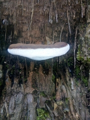 Polyporaceae