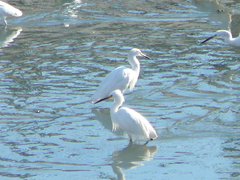 Egretta thula