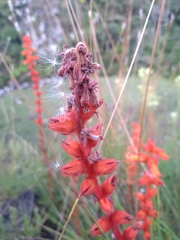 Sinningia allagophylla