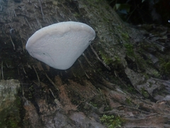 Polyporaceae