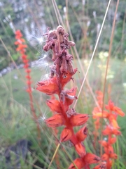 Sinningia allagophylla
