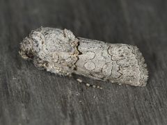 Sympistis perscripta