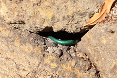 Chalcides sexlineatus sexlineatus