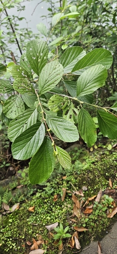 Alnus serrulatoides iNat (2)