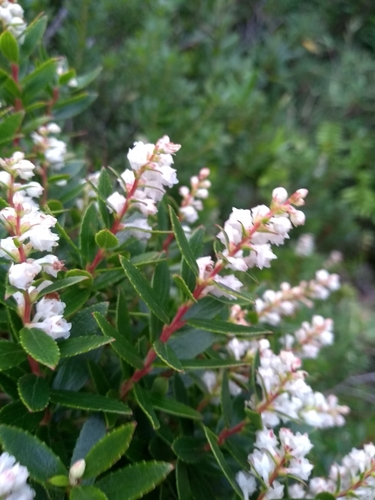 Gaultheria Ulei · Inaturalist