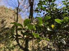 Viburnum taitoense