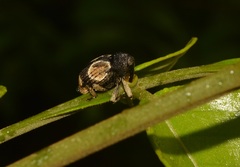 Cylindrothecus orbifer