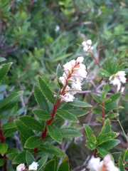 Gaultheria ulei