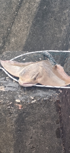 Eagle ray