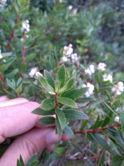Gaultheria ulei