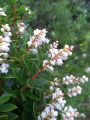 Gaultheria ulei
