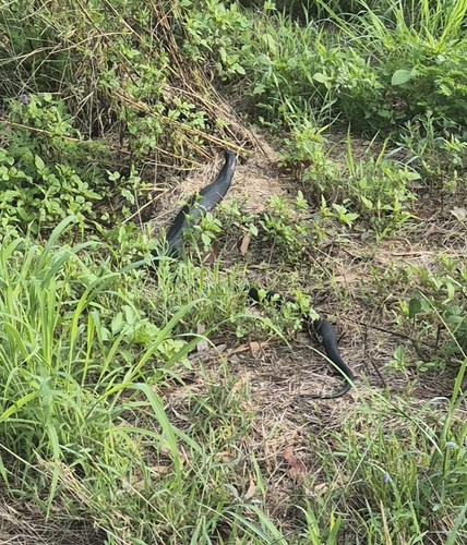 Red-bellied Black Snake sighting