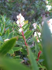 Gaultheria ulei