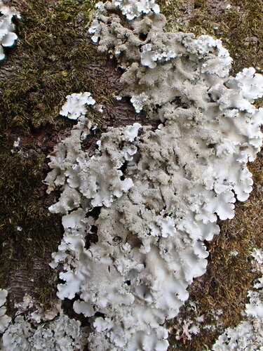 Parmotrema tinctorum