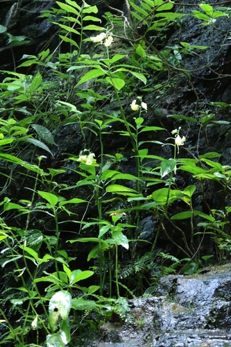 Hong Kong Impatiens (Impatiens hongkongensis)