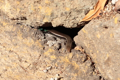 Chalcides sexlineatus sexlineatus