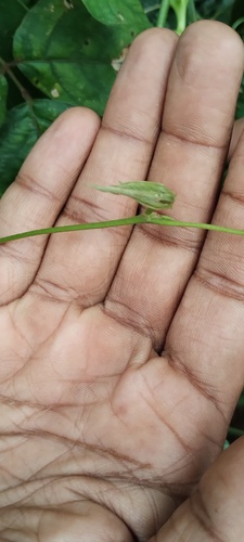 Ceropegia elegans