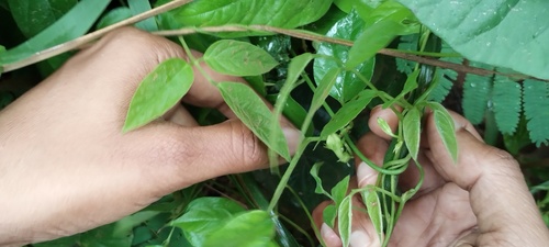 Ceropegia elegans