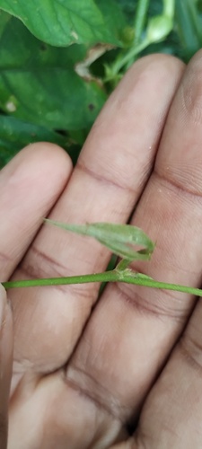 Ceropegia elegans