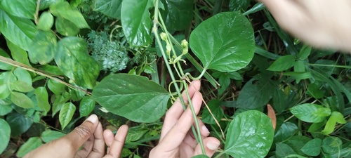 Ceropegia elegans