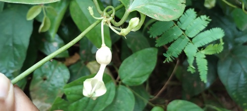Ceropegia elegans