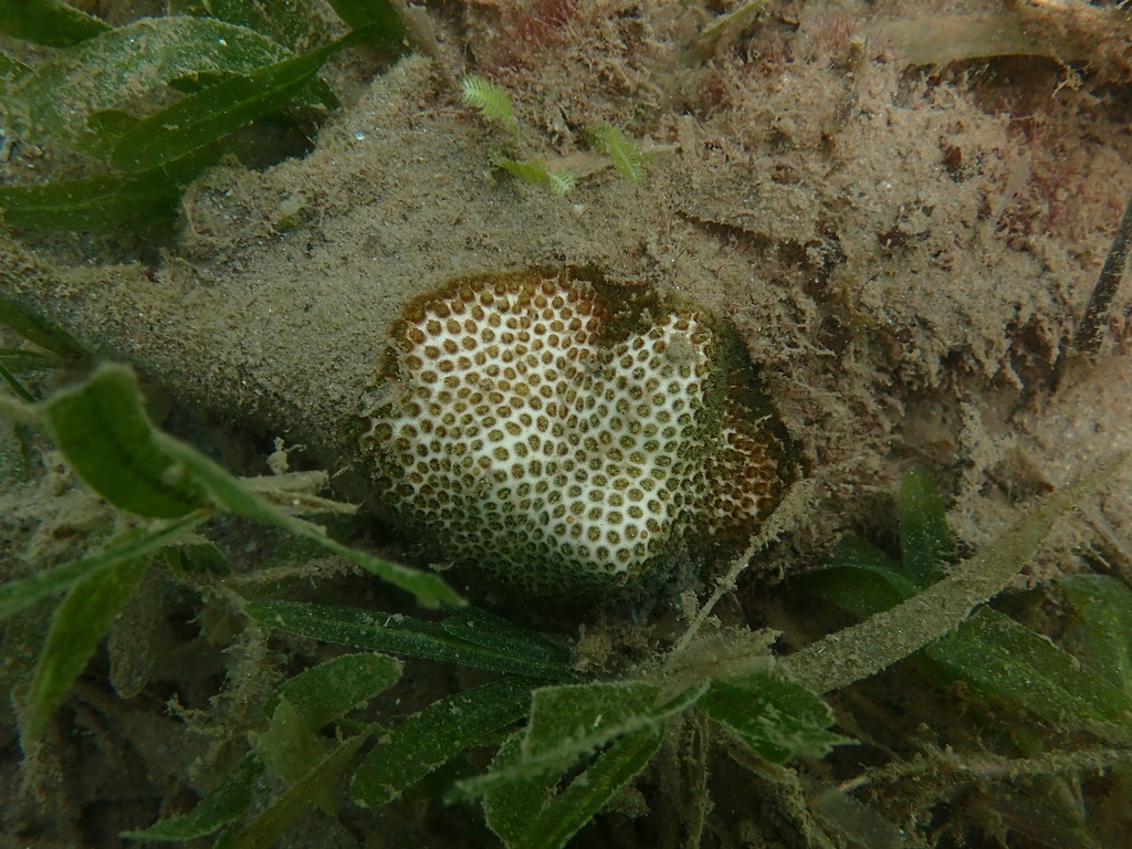 African pillow coral