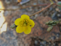 Calandrinia litoralis