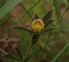 Stylosanthes fruticosa