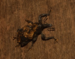 Heilipodus bellicosus