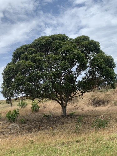 Eucalyptus conferruminata