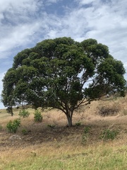 Eucalyptus conferruminata
