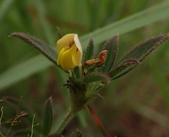 Stylosanthes fruticosa