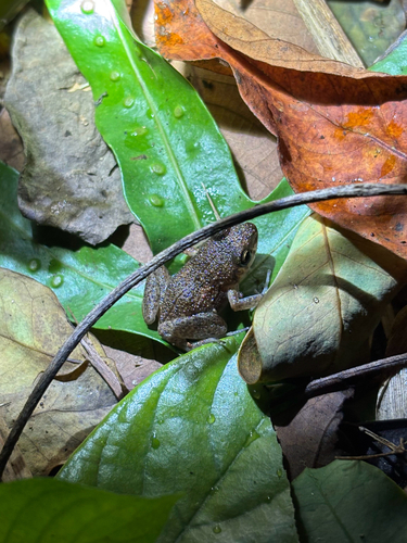 Eleutherodactylus planirostris observed 2025-11-08