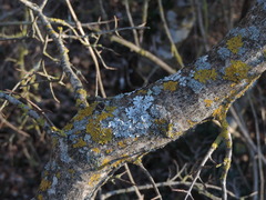 Parmelina