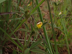 Stylosanthes fruticosa