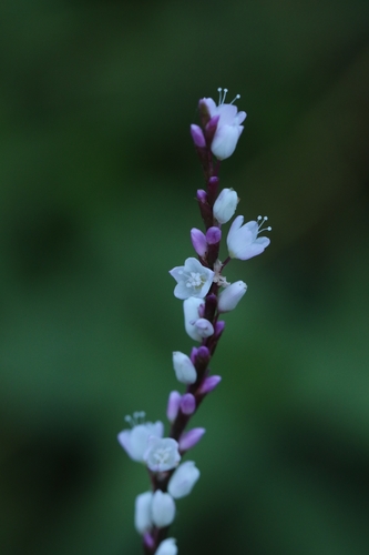 Persicaria jucunda