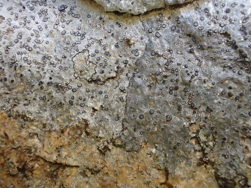 Porpidia albocaerulescens