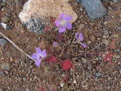 Cristaria molinae