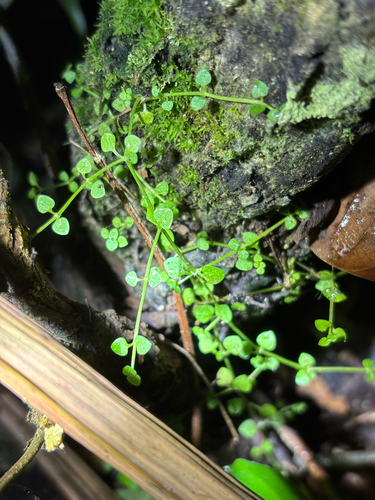 creeping bluet (Oldenlandiopsis callitrichoides)