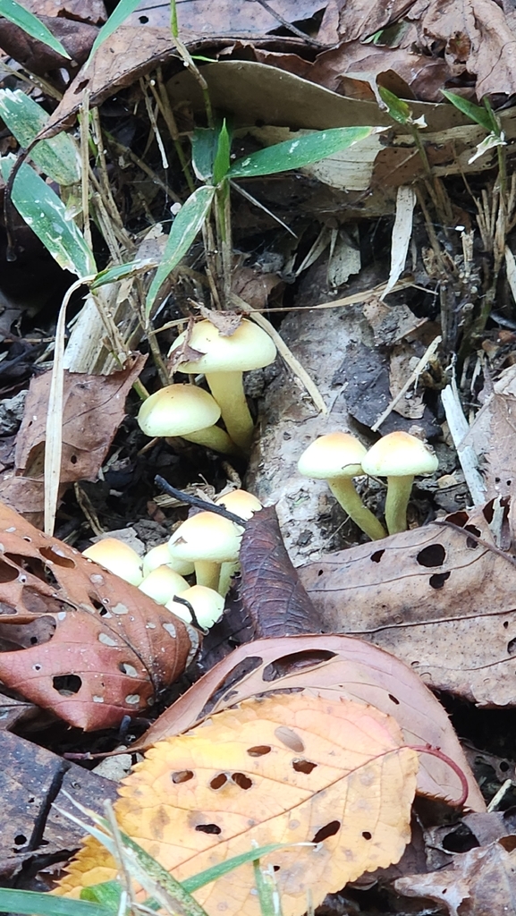 Hypholoma fasciculare · November 2025 · photo: © kmandros (iNaturalist, cc-by)
