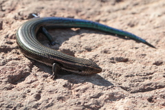 Chalcides sexlineatus sexlineatus
