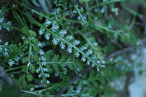 Asplenium prolongatum