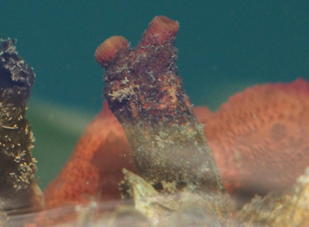 Warty Tunicate