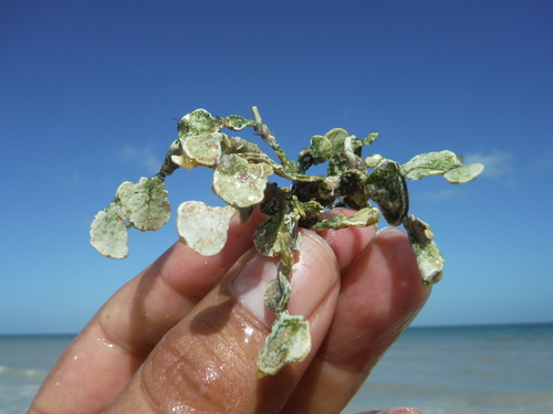 Image of Halimeda opuntia by (c) Isaac Chacón, some rights reserved (CC BY)