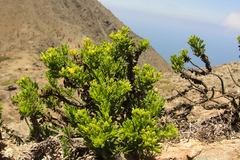 Gutierrezia espinosae