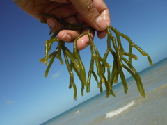 Codium isthmocladum