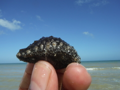 Holothuria mexicana