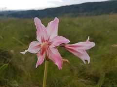 Hippeastrum breviflorum