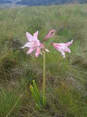 Hippeastrum breviflorum