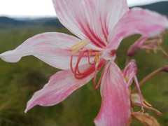 Hippeastrum breviflorum